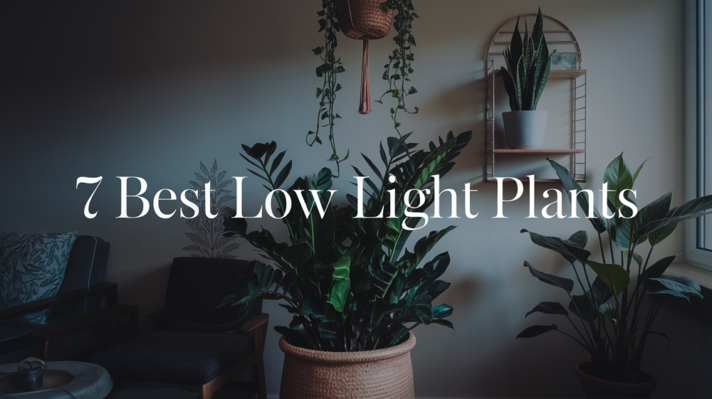 7-Best-Low-Light-Plants-for-Dark-Corners.
